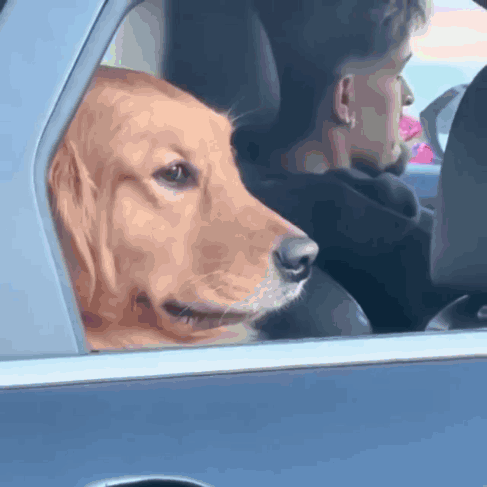 DogRollingUpWindowDogWindowGIF.gif