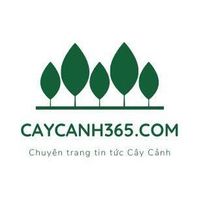 caycanh365 caycanh365