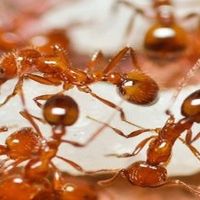 antpestcontrol